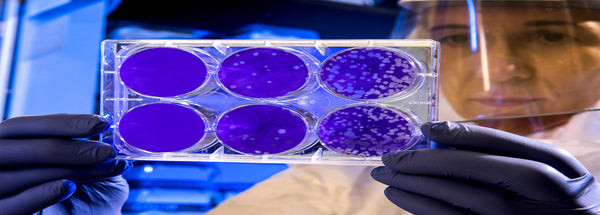 Lab worker in protective equipment holding petri dish